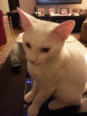 Description: C:\Users\TheSurgeon\Dropbox\Camera Uploads\2013-01-01 23.21.14-1.jpg