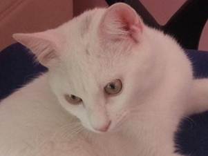 Description: C:\Users\TheSurgeon\Dropbox\Camera Uploads\2013-01-09 14.58.37.jpg