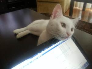 Description: C:\Users\TheSurgeon\Dropbox\Camera Uploads\2013-01-11 14.56.43.jpg